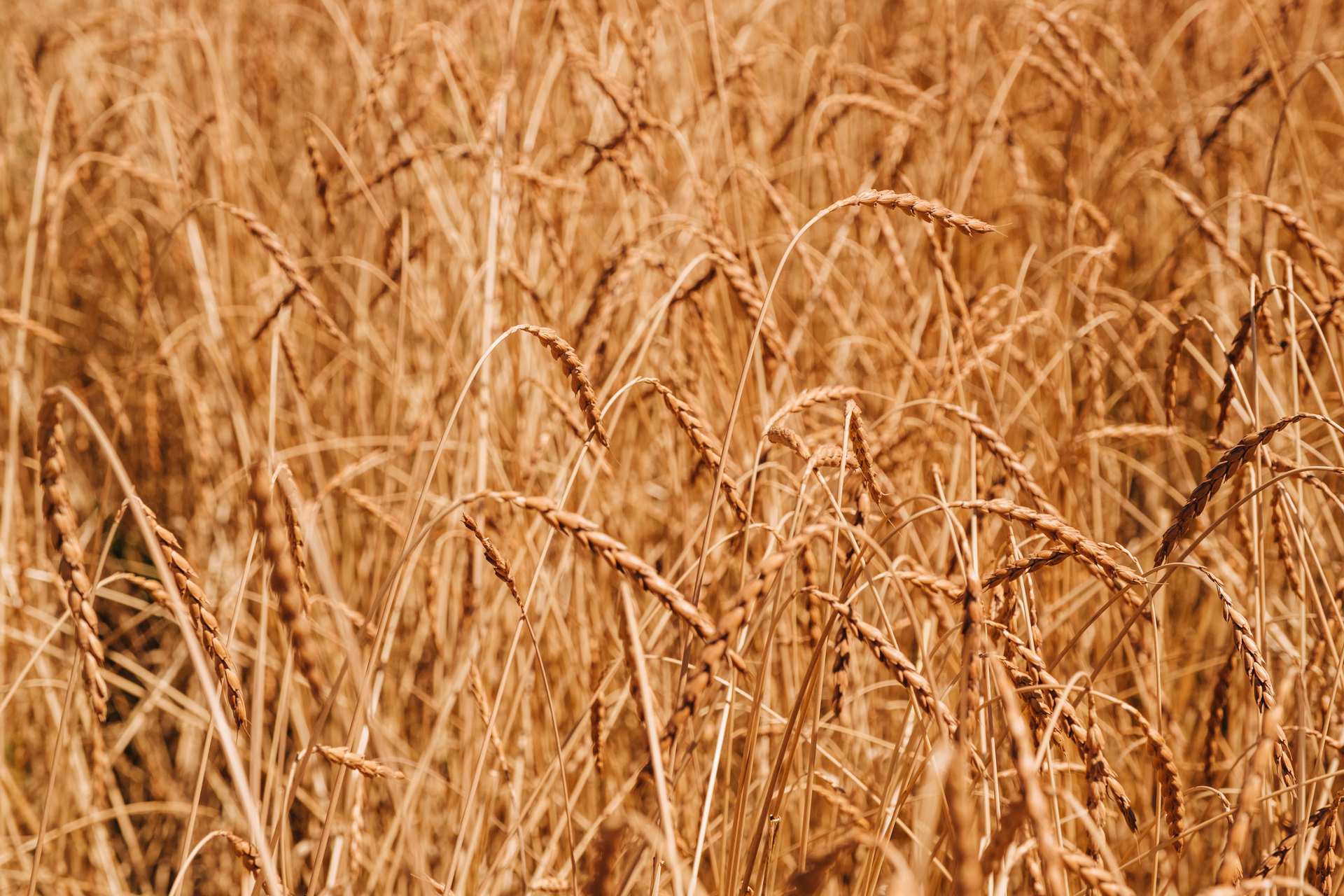 Unser Mehl stammt von Mühlen aus der Umgebung. Kurze Wege, enge Partnerschaften und Vertrauen in die Qualität unserer Lieferanten sind uns wichtig. So wissen wir genau, woher unsere Zutaten kommen – und können jeden Tag mit besten regionalen Rohstoffen backen.